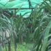 Gesarling Women’s Orchid Farm struggle to stay afloat