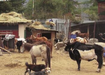 Barnyard Bhutan Animal Rescue and Sanctuary challenged with space crunch