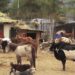 Barnyard Bhutan Animal Rescue and Sanctuary challenged with space crunch