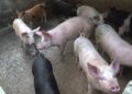 Regular sensitisation on African Swine Fever – Wangdue Phodrang