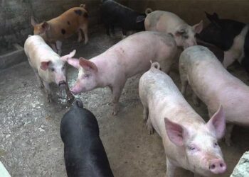Regular sensitisation on African Swine Fever – Wangdue Phodrang