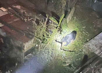 Bear creates nuisance for Gedu residents