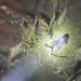 Bear creates nuisance for Gedu residents