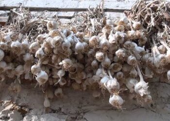 Bidung farmers growing garlic as a cash crop