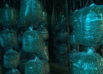 Oyster mushroom farming – A lucrative business in Tsirang