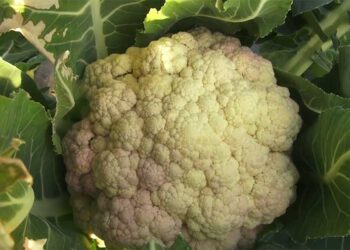 FMCL’s Nyelsiphu mega farm to produce up to six tons of cauliflower for winter months