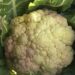 FMCL’s Nyelsiphu mega farm to produce up to six tons of cauliflower for winter months