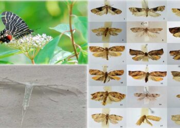 More than 1,900 moth species discovered in Bhutan, 26 species new to science
