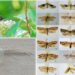 More than 1,900 moth species discovered in Bhutan, 26 species new to science