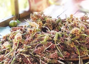 People domesticate wild plant for commercial purpose