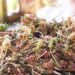 People domesticate wild plant for commercial purpose