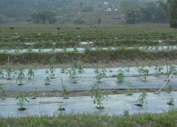 Over 70 tonnes of Tsirang’s green chillies to hit the market in mid-March