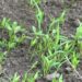Raising chilli seedlings gaining popularity in Yebisa- Punakha