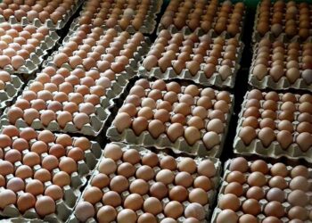 Poultry business picking up in Sarpang