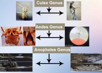 Eight new mosquito species discovered in Bhutan