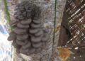 Pema Gatshel’s lone commercial oyster mushroom farmer faces marketing challenge