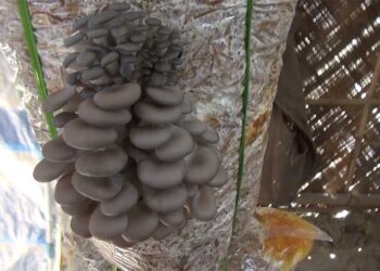 Pema Gatshel’s lone commercial oyster mushroom farmer faces marketing challenge