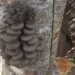 Pema Gatshel’s lone commercial oyster mushroom farmer faces marketing challenge