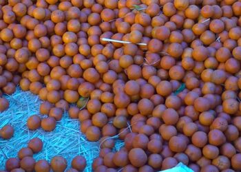Orange growers of six eastern districts fetch good price