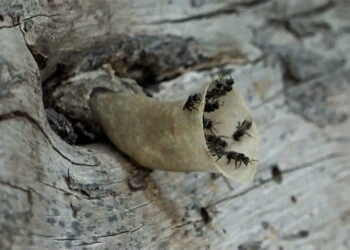 Sarpang villagers switch to high-value stingless bee honey