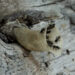 Sarpang villagers switch to high-value stingless bee honey