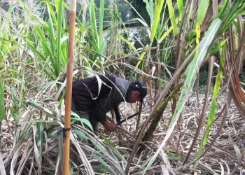 Damaged machine delays sugarcane juice extraction works in Nanong, PG