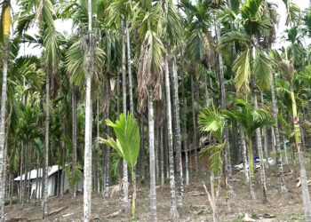 Areca nut business bleak in Sarpang this year