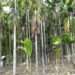Areca nut business bleak in Sarpang this year