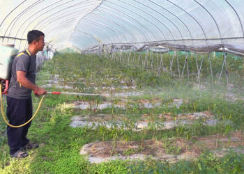 Lone farmer continuing winter chilli cultivation in SJ earns good income