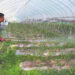 Lone farmer continuing winter chilli cultivation in SJ earns good income