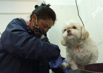 Single mother discovers passion for pet grooming