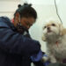 Single mother discovers passion for pet grooming