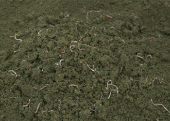 Vermicompost helps add soil nutrition: NSSC