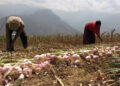 Garlic farmers in Bidung in need of drying facility – Trashigang