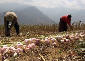 Garlic farmers in Bidung in need of drying facility – Trashigang
