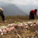 Garlic farmers in Bidung in need of drying facility – Trashigang