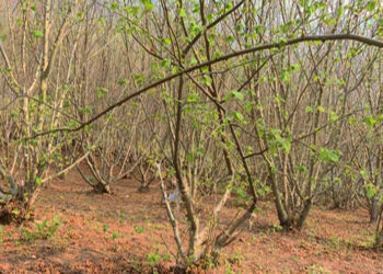 Farmers unhappy with hazelnut production