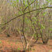 Farmers unhappy with hazelnut production