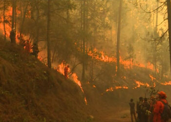 Fire destroys thousands of acres of forest in Monggar