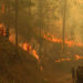 Fire destroys thousands of acres of forest in Monggar