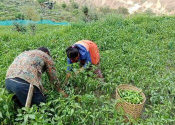 Farmers of Yalang-Phuyang chiwog, Trashi Yangtse unable to fetch good price for chilli