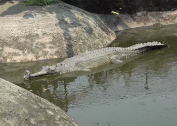 Phuentshogling’s crocodiles finds a new home in Gelephu
