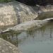 Phuentshogling’s crocodiles finds a new home in Gelephu