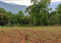 Wild animals inhabiting uncleared fallow land causes menace – Pangna, Dagana