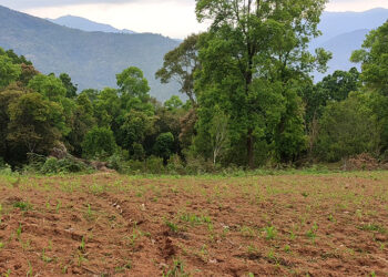 Wild animals inhabiting uncleared fallow land causes menace – Pangna, Dagana