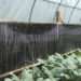 Gasa pilots infrared heating system in greenhouse to boost vegetable production