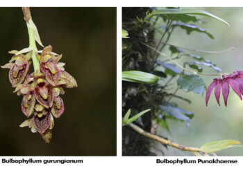 Researchers discover two new orchid species in Punakha