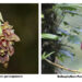 Researchers discover two new orchid species in Punakha