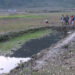 Dechhenling Gewog in Pema Gatshel plans to start homestay