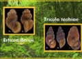 Two new snail species, new to science discovered in Bhutan